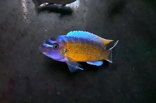 Labeotropheus trewavasae 'Katale Island'